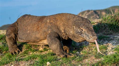 Mais de 1.300.000 imagens grátis de Dragão De Komodo e。